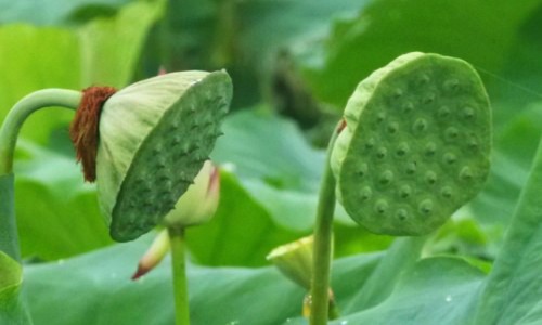 归芍六君子汤临床应用-权威归芍六君丸适合哪类人群平台,分享专业归芍六君子丸的功效知识_归芍六君丸 药品说明书网